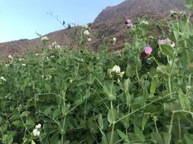 مزارعو العوابي يستغلون الشتاء لتحقيق عوائد اقتصادية من المحاصيل الزراعية
