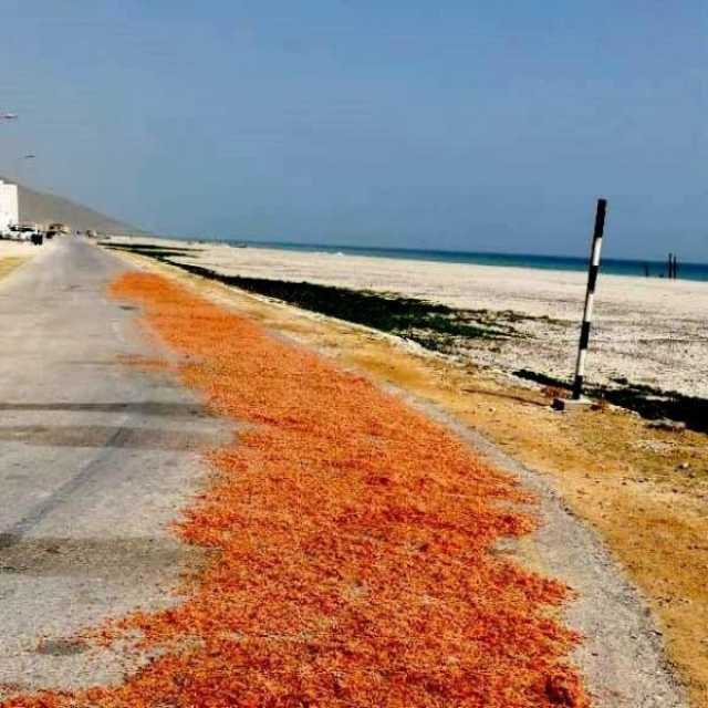 نفوق الروبيان في سواحل رخيوت.. و'الثروة الزراعية' تنوه