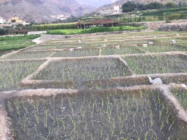 زراعة مساحات واسعة من الأراضي الزراعية في العوابي بمحصول البصل