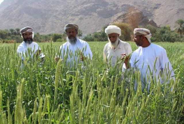 جهود متواصلة لتحسين أصناف القمح المحلية وزيادة الإنتاج