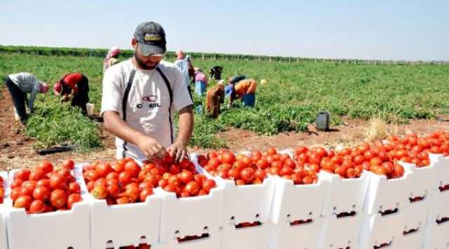 تجار الخضروات في الأردن يصدرون منتجاتهم إلى إسرائيل.. وهذا رد وزير الزراعة