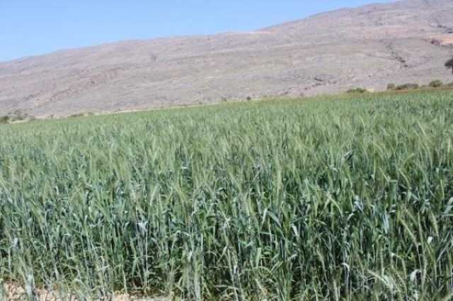 إنتاج وفير من القمح في بهلاء مع بدء الحصاد