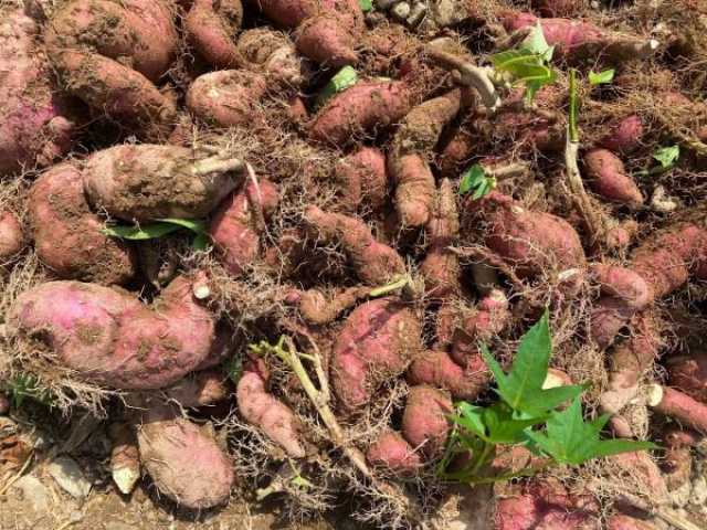طرح 3 فرص استثمارية زراعية في شناص والسويق