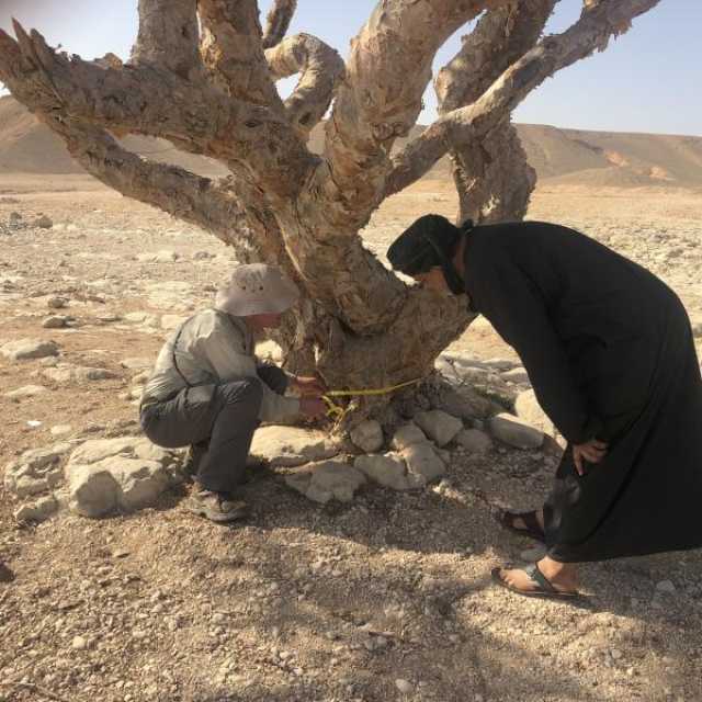 دراسة تؤكد قدرة أشجار اللُبان العُمانية على مواجهة التحديات البيئية