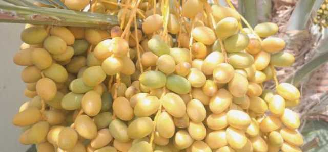 بدء تباشير 'القيظ' في نزوى
