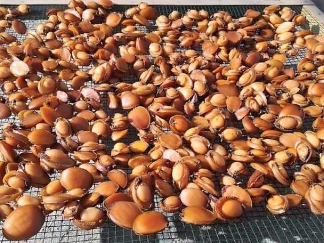 مشروع لتوطين زريعة ثروة الصفيلح في ظفار
