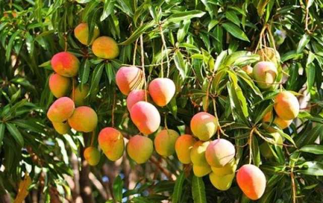 انطلاق فعاليات معرض 'موسم المانجو' في مسقط.. الخميس