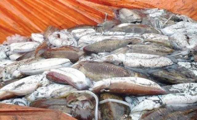 الجمعة.. بدء موسم صيد ثروة الحبار ولمدة 6 أشهر