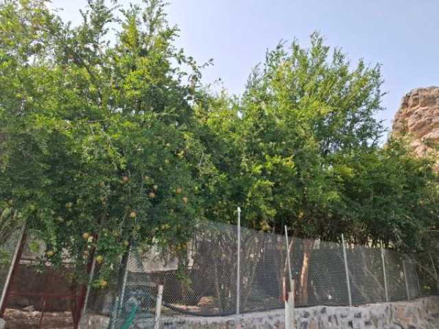 قرية المناخر في الجبل الأخضر.. وجهة واعدة للسياحة والمغامرات