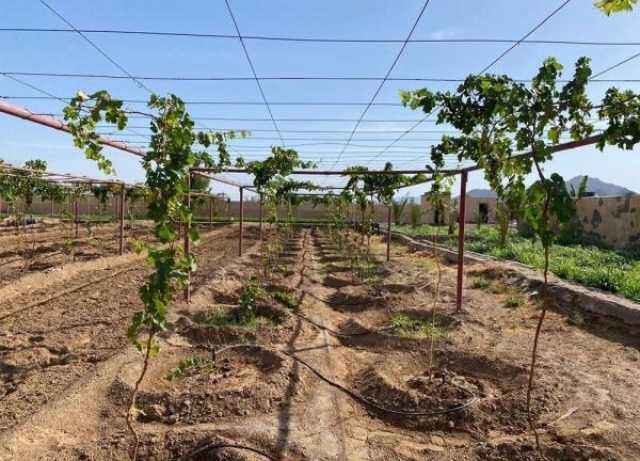 طرح 14 فرصة استثمارية في شمال الشرقية لتعزيز قطاعات الزراعة والتجارة والتطوير العقاري