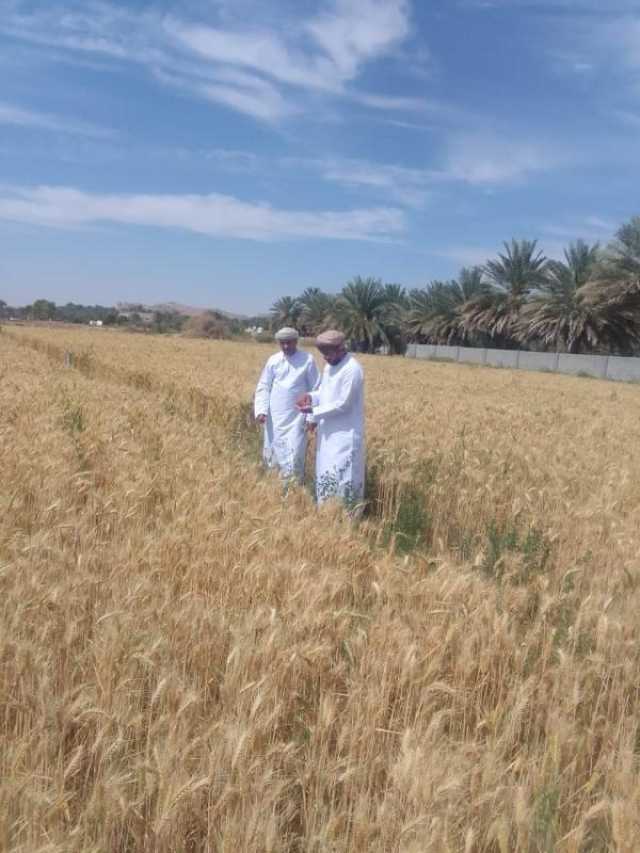 بدء حصاد محصول القمح في الظاهرة