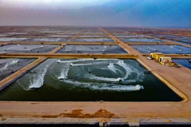 'الثروة السمكية' تسهم بـ274 مليون ريال في الناتج المحلي.. و7.5% نسبة النمو السنوي للقطاع