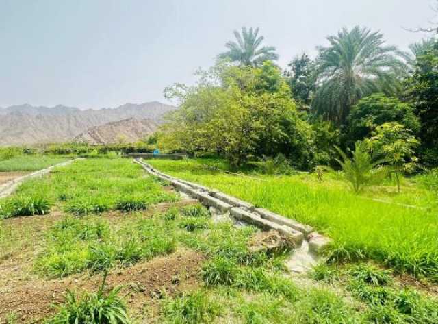 15 فرصة استثمارية جديدة بمحافظة شمال الشرقية