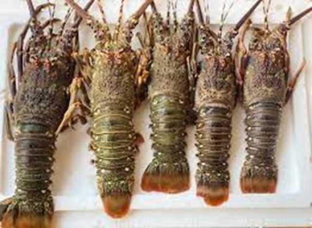 227 مخالفة لقانون الثروة المائية الحية في سبتمبر