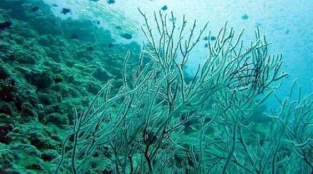 مسح كميات وأنواع الأعشاب البحرية في سواحل ظفار