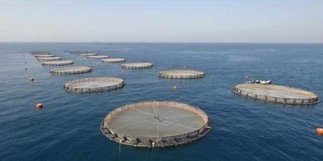 تطوير نشاط الاستزراع السمكي في عمان بالذكاء الاصطناعي