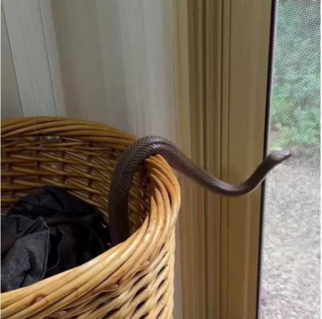 بالفيديو: صدمة مرعبة لعائلة أسترالية: ثعبان سام بين طيات الملابس