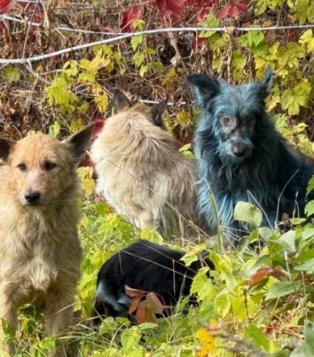 الكلاب الزرقاء في تشيرنوبل.. لغز جديد بـ'الأرض النووية'