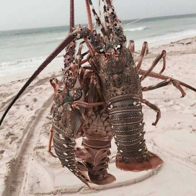 اختتام موسميْ صيد الروبيان والشارخة نهاية نوفمبر