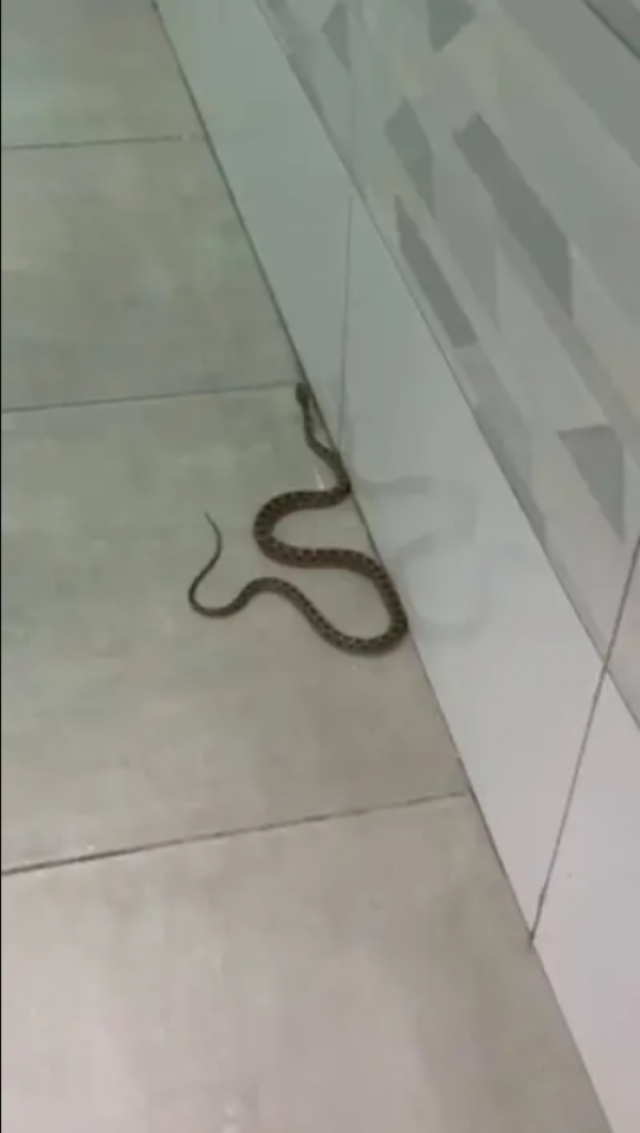 انتشار الثعابين في طبريا يحوّل يوم الإسرائيليين إلى 'فيلم رعب'