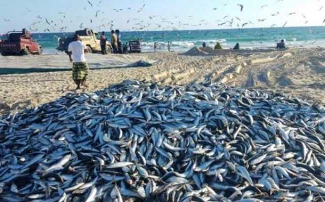 طرح مناقصة الدراسة الاستشارية لمدينة الصناعات السمكية بجنوب الشرقية