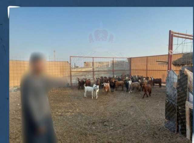 سقوط عصابة سرقة المواشي في شمال الباطنة