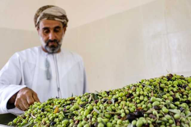 غدًا.. انطلاق الملتقى التونسي العُماني لشجرة الزيتون بالجبل الأخضر
