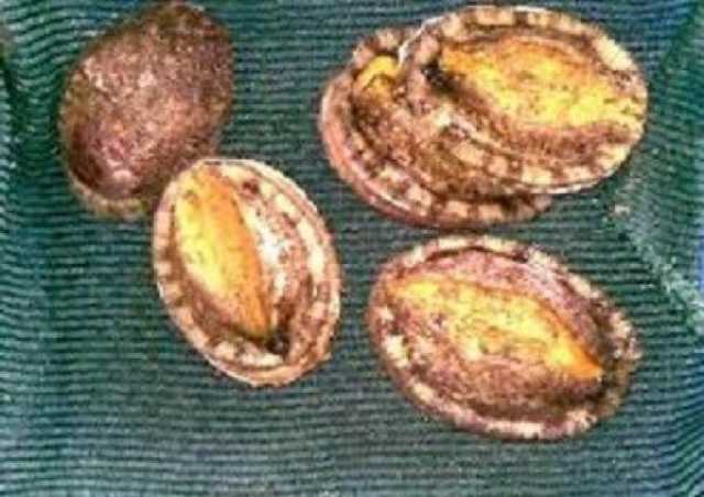 توطين 70 ألف زريعة صفيلح بثلاث محافظات ساحلية