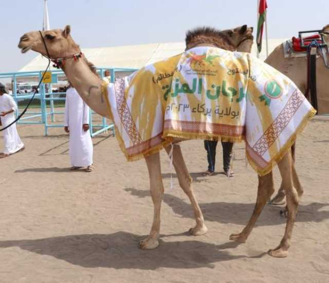 بركاء تحتضن منافسات 'مهرجان مزاينة الهجن'
