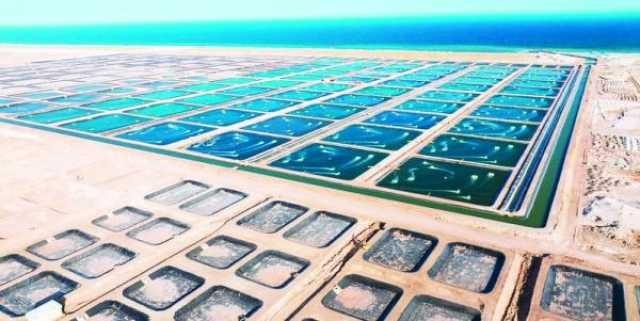 16 مليون ريال لتعزيز الأمن الغذائي عبر استزراع الروبيان.. و4 آلاف طن إنتاجا سنويا متوقعا