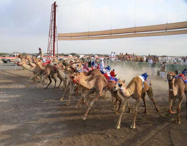 غدا.. انطلاق مهرجان كأس جلالة السلطان للهجن