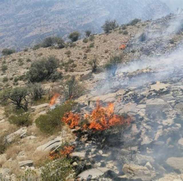 بالفيديو.. حريق يلتهم أشجار العلعلان النادرة في الجبل الأخضر