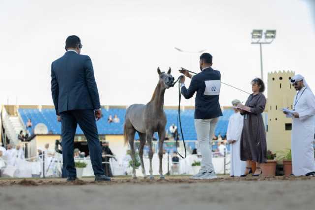 افتتاح بطولة رباطية لجمال الخيل العربية بـ'مهرجان صحار'