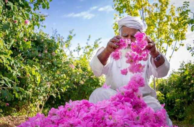 بالصور.. أكثر من 20 طنًّا كميّة إنتاج ورد الجبل الأخضر خلال الموسم الجاري