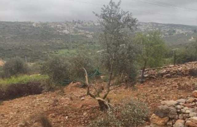 العدو الصهيوني يمنع المزارعين الفلسطينيين من قطف الزيتون في سلفيت ومغادرة أراضيهم