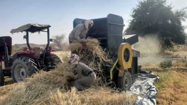 بدء حصاد محصول القمح في مديرية خب والشعف
