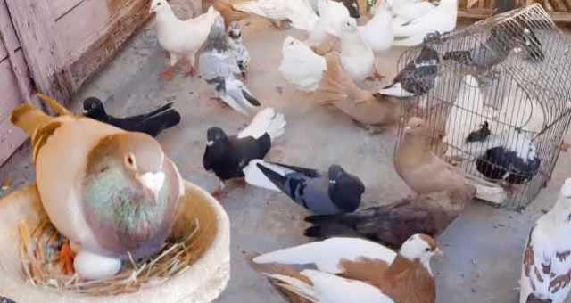 في اليمن أكثر من (300) نوع للحمام أشهرها عالمياً “الصنعاوي”