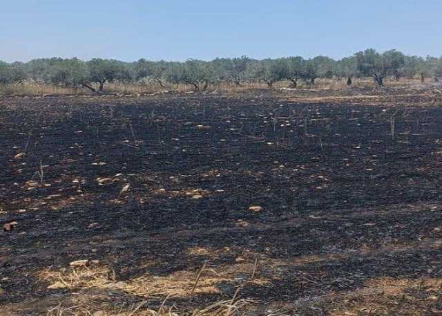 مستوطنون صهاينة يحرقون 40 دونما مزروعة بالقمح في بلدة سبسطية شمال غرب نابلس
