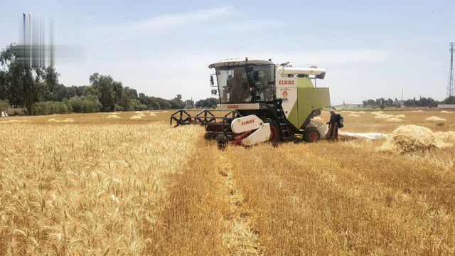 تدشين حصاد القمح في المرتفعات الوسطى بذمار