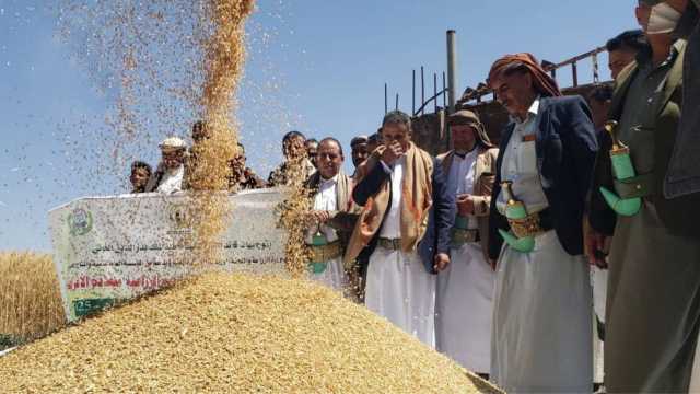 تدشين حصاد محصول القمح في قاع الحقل بمديرية يريم