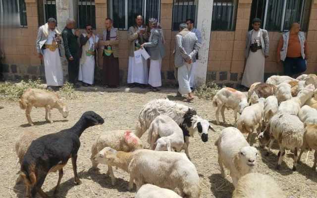أمانة العاصمة تسير قافلة أضاحي عيدية للمرابطين في الجبهات