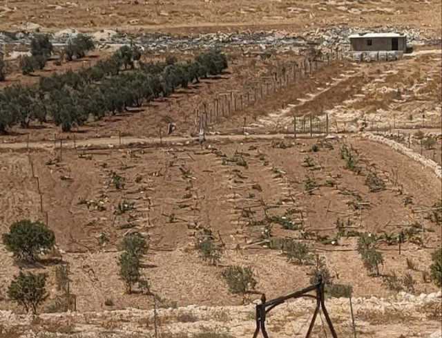 مستوطنون وقوات صهيونية يقطعون أكثر من 100 كرمة عنب وأشجار الزيتون جنوب جنين والخليل