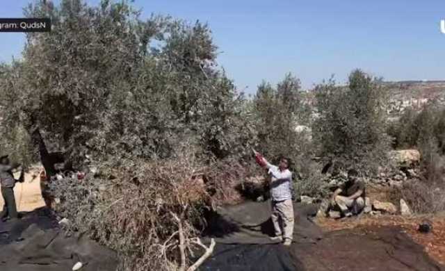 أونروا”: المستوطنون في الضفة يستهدفون الفلسطينيين مع بدء موسم جني الزيتون