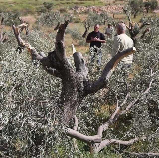 مستوطنون صهاينة يقتلعون 60 شجرة زيتون جنوب مدينة الخليل