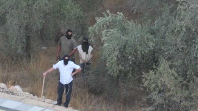 158 اعتداءً نفذها جيش العدو ومستوطنوه ضد قاطفي الزيتون