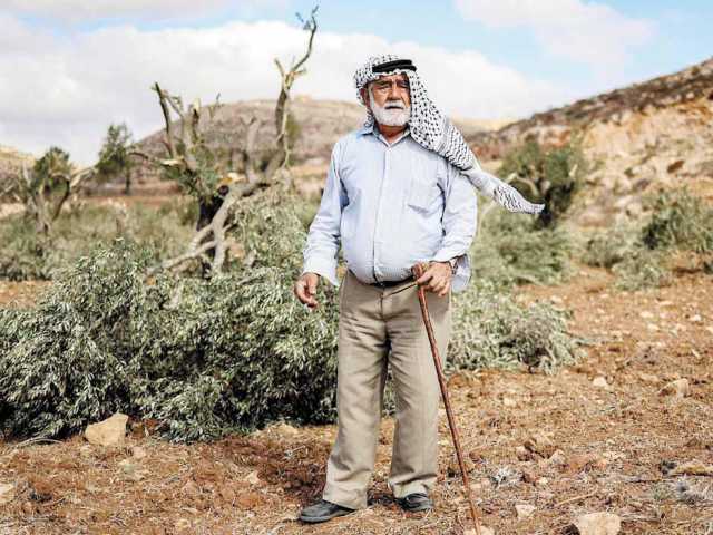 موسم الزيتون في الضفّة يقطر دماً