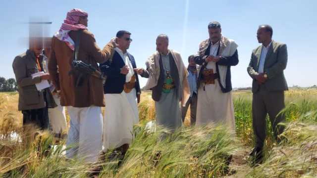 تدشين حصاد محاصيل العتر والقمح والشعير في ذمار