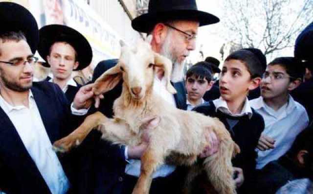 إدخال القرابين الحيوانية للأقصى.. حين يستميت الصهاينة لفرض طقوسهم التوراتية