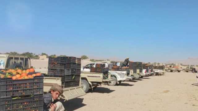 أبناء مديريات الجوف يسيرون قافلة من البرتقال دعماً للمرابطين