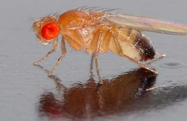 روسيا.. جيل جديد من ذباب الفاكهة يطلق إلى الفضاء لدراسة الجينات والتكاثر